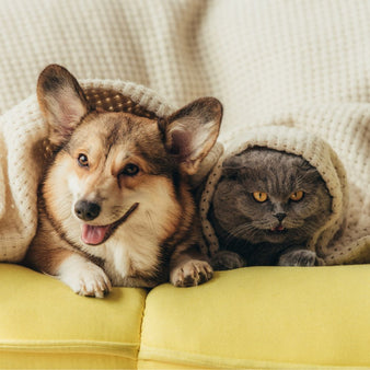 Pet Products to Sell Online: 30 Best Print-on-demand Ideas